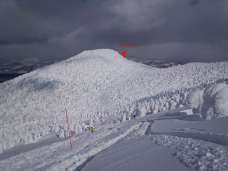 20120218forest.jpg