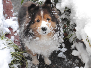 雪遊び